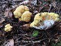 Ramaria flavoides-amf2133